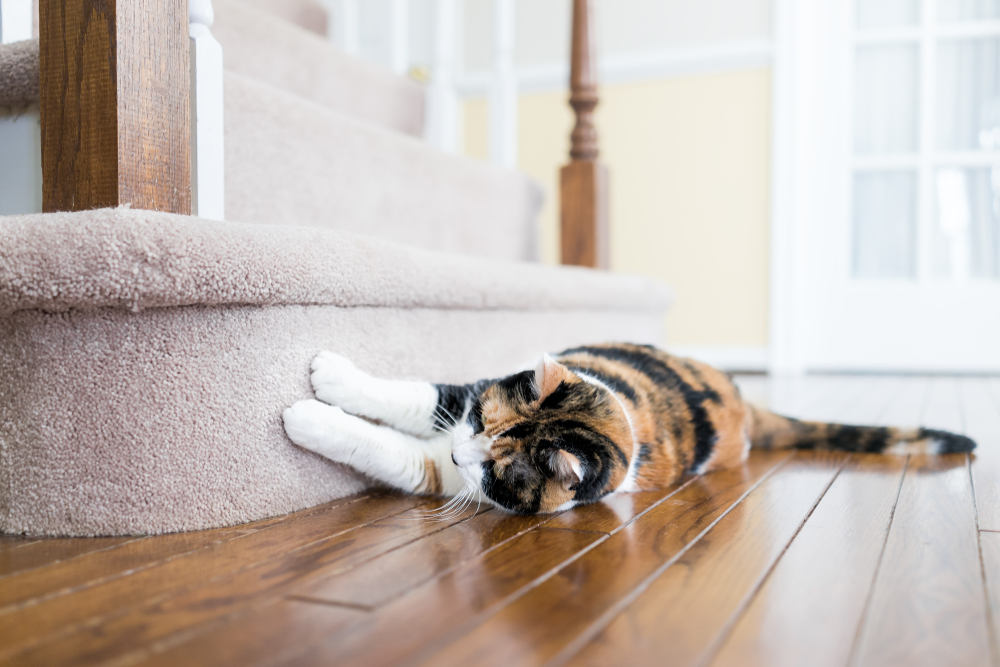 poser une moquette sur un escalier